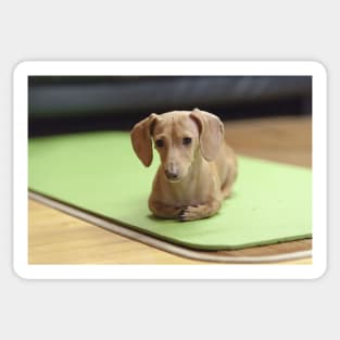 Dachshund Cream laying Sticker